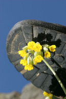 06-3458 Boot about to Crush Cowslip Flower